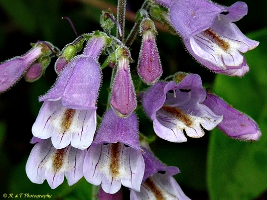 {Penstemon canescens}